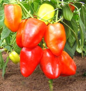 Sweet pepper type Alesya