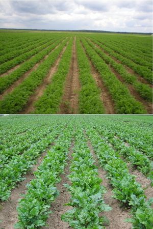 Technology of growing edible roots on narrow-purpose beds