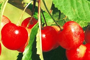 Variety of sweet cherry Gastinets