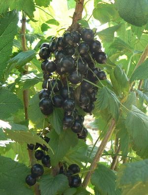 Variety of black currant Memory of Vavilov
