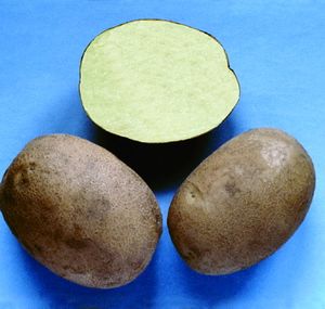 Potato variety Breeze