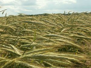 Winter rye variety Lobel 103