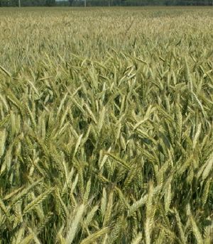 Winter triticale Kastus'
