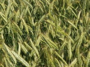 Spring triticale Uzor