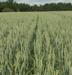 Spring wheat Toma