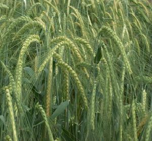 Spring barley Brovar