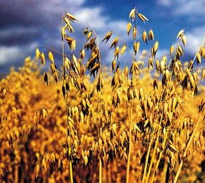 Oats Zapavet