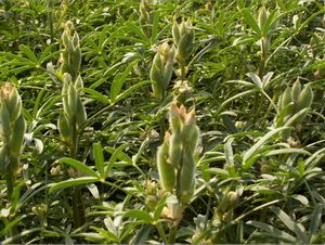 Narrow-leaved lupine Pryvabny