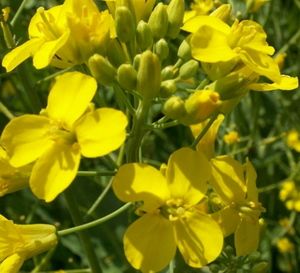 Spring rape Vodoley