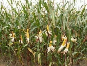 Corn Polesskiy 212 CB