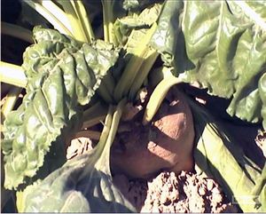 Fodder beet Milana