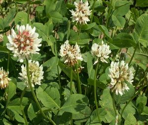 Creeping clover Charodei