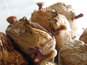 Formation of reishi mushroom touchwoods (Ganoderma lucidum (Curtis: Fr.) P. Karst.) on substrate blocks
