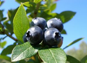 Tall-growing blueberry of the berry-field collection. Cowberry family of the Institute of Forest of the National Academy of Sciences of Belarus