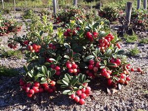 Coral cowberry of the berry-field collection. Cowberry family of the Institute of Forest of the National Academy of Sciences of Belarus