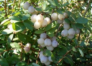 The leucocarpous paludous blueberry of the berry-field collection. Cowberry family of the Institute of Forest of the National Academy of Sciences of Belarus