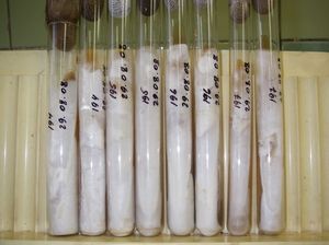 Strains Lentinus edodes (Berk.) Sing. (shitake) of axenic mushrooms cultures of the Institute of Forest of the National Academy of Sciences of Belarus