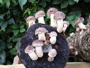 Fruitification Lentinus edodes (Berk.) Sing. (shitake)