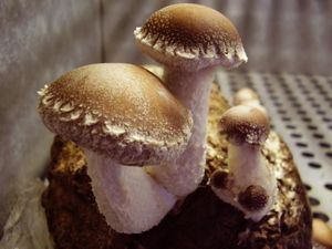 Shitake fruitification (Lentinus edodes (Berk.) Sing.) on sawdust substratum blocks