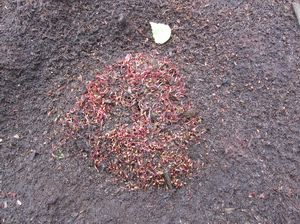 Cranberry’s plantlet of fall-sown beds by the extraction on cutover bog