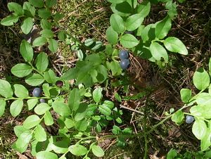 Fructification of ordinary blackberry
