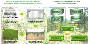 Seed plantations with controlled genetic organization