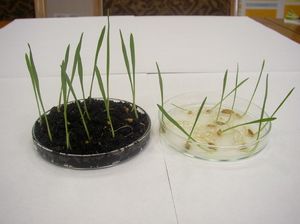 Production technology of water-retaining polymer fertilizer with microelements 